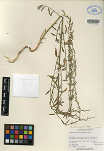 Herbarium Sheet of 